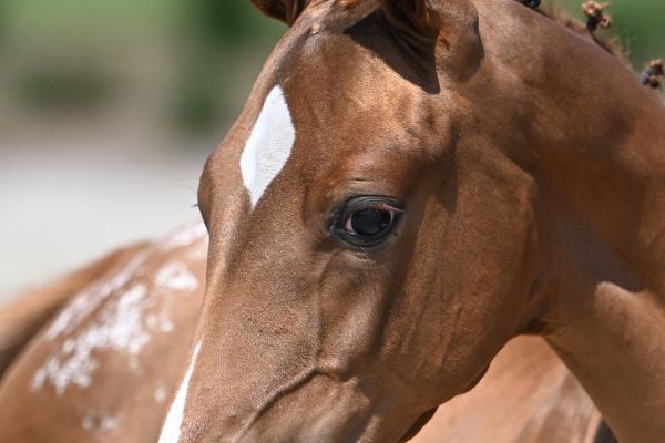Juna VD Holsteinerhoeve Z
