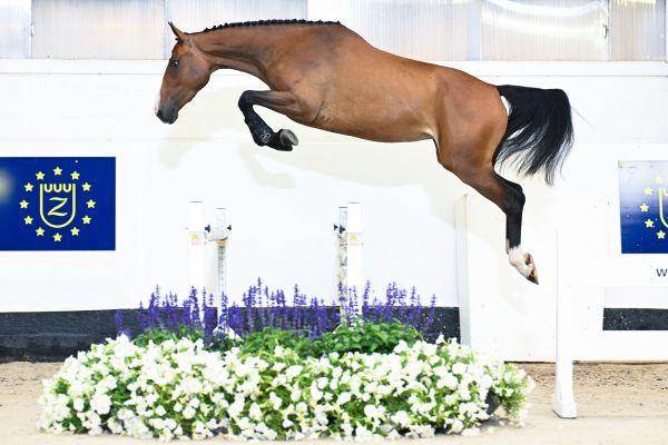 Wonderful Touch van het Bildeken Wonderful Touch van het Bildeken