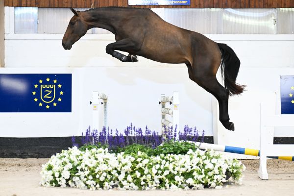 Quelkate Z Quelkate Z