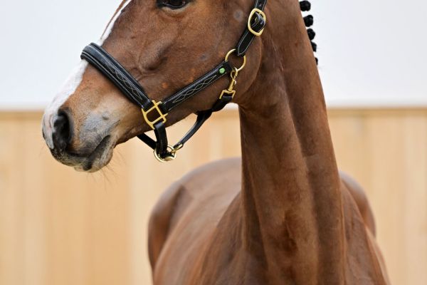 CAREUZA L Z 3 CAREUZA L Z 3