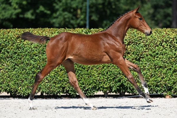 734_0080 Mabella Z