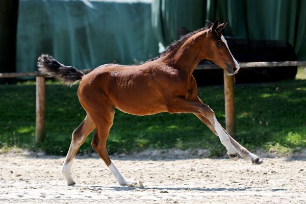 Tiffy Deluxe Z  Tiffy Deluxe Z