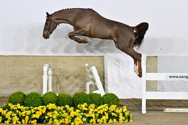 Asap van de Padenborre