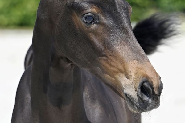 20230610-_PF34293 harkito 20230610-_PF34293 harkito