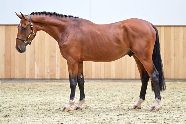Dreamer van het Peggershof Z