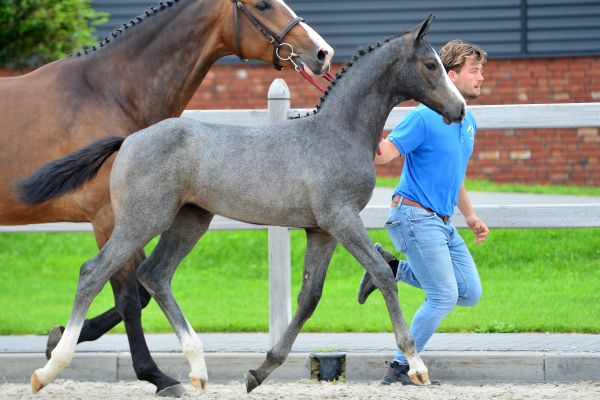 veiling-99_foto veiling-99_foto