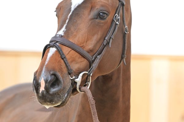 DAPHNE Z 3 DAPHNE Z 3