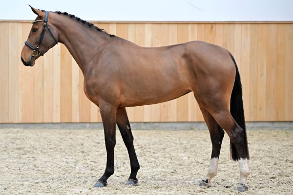 EL CARLOTTA VAN 'T KELSHOF Z 3 EL CARLOTTA VAN 'T KELSHOF Z 3