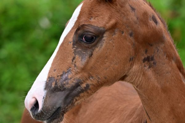 c-jewels-touch-of-catoki-z c-jewels-touch-of-catoki-z