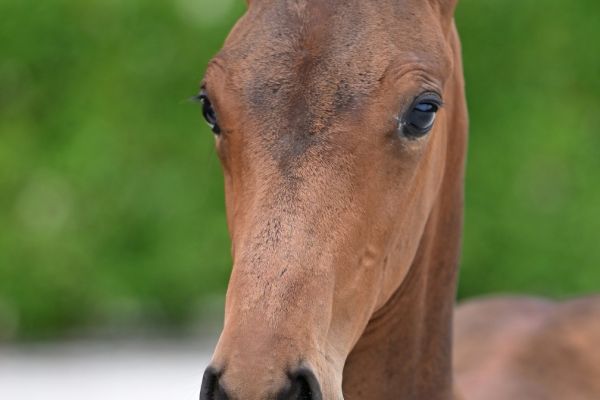 dreyfus-optimus-z dreyfus-optimus-z