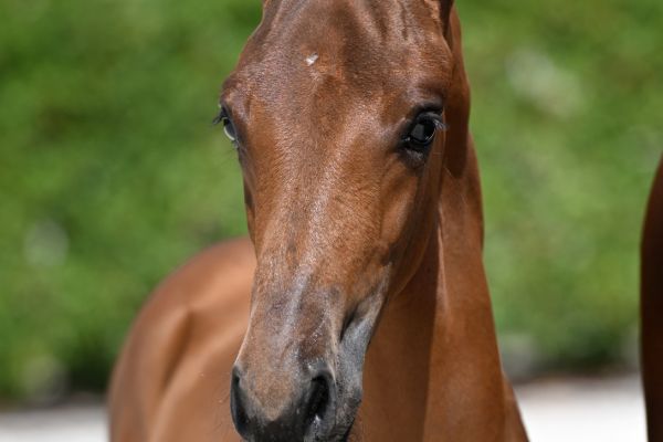 commezzadura-vdh-z commezzadura-vdh-z