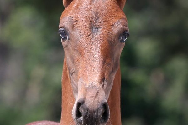 celia-blue-de-will-z celia-blue-de-will-z