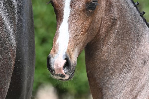 full-moon-de-jolie-z full-moon-de-jolie-z