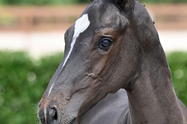 domino-effect-t40-z domino-effect-t40-z