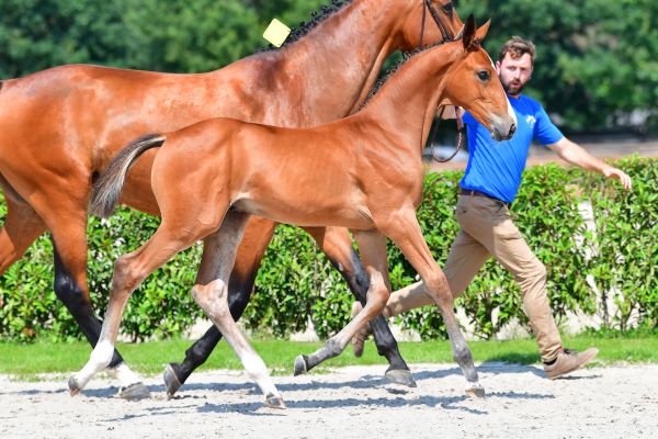 agalou-de-poteau-z agalou-de-poteau-z