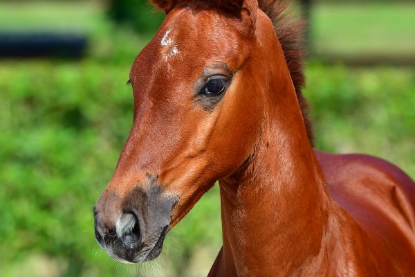 cabaret-girl-r-z-28 cabaret-girl-r-z-28