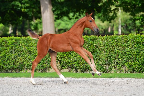 chuba-chup-jl-z chuba-chup-jl-z