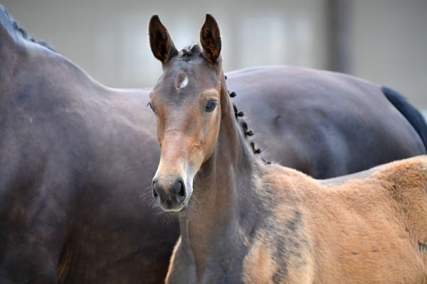 orco-du-cordel-z-42 orco-du-cordel-z-42