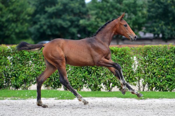 crypto-philyra-vv-z crypto-philyra-vv-z