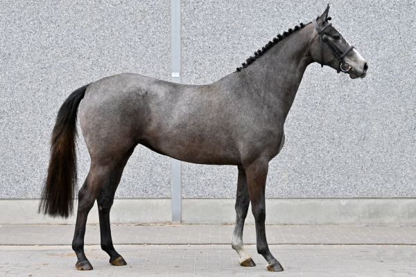 levine-vd-berghoeve-z-95 levine-vd-berghoeve-z-95