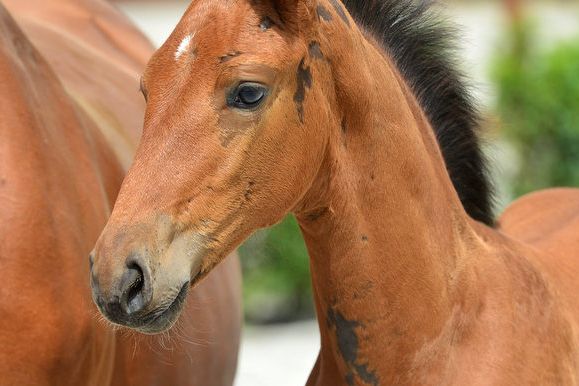 elegance-van-erpekom-z elegance-van-erpekom-z