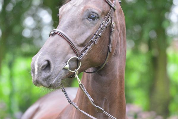 hopes-are-high-111 hopes-are-high-111