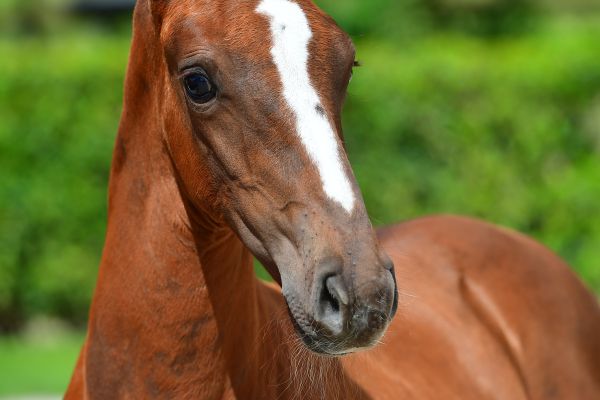 agneta-z-98 agneta-z-98