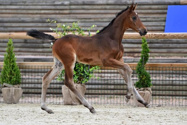 Cavallo de Hus Z 1