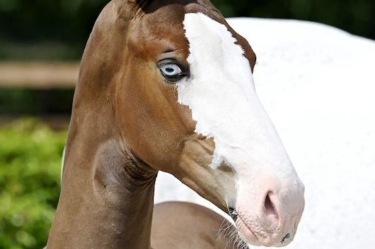 Aury 2000 Z  Aury 2000 Z