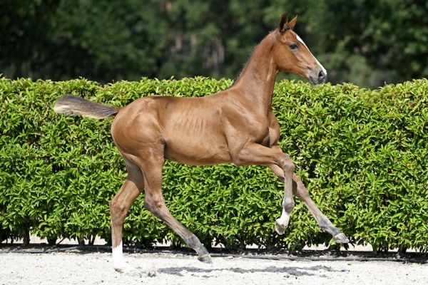 Carus 2000 Z Carus 2000 Z