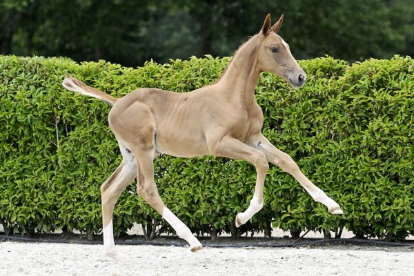 Esus 2000 Z 1 Esus 2000 Z 1