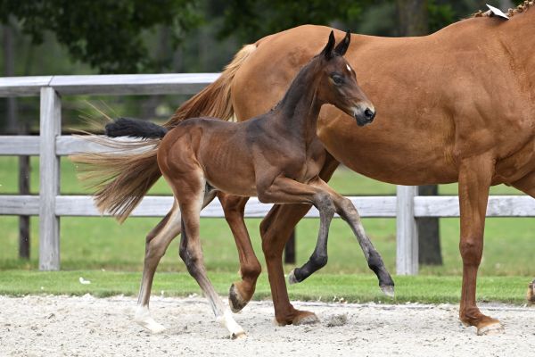 Z-festival-5447 baldur1 Z-festival-5447 baldur1