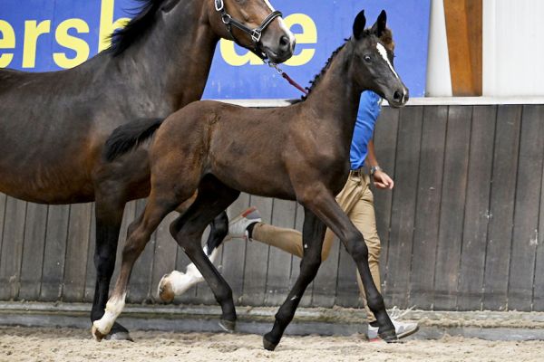 Chicalieta TD Z 1 Chicalieta TD Z 1