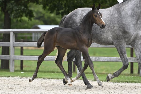 Condias de Poteau Z 3 Condias de Poteau Z 3