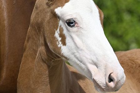 Ucasso de Laubry Z 2 Ucasso de Laubry Z 2