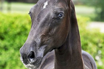 Z-28-07-21306 donatella 2 Z-28-07-21306 donatella 2
