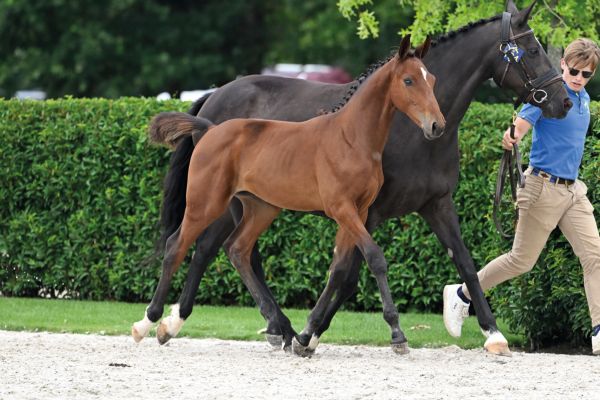 80 Elmacho D'Augustijn Z 80 Elmacho D'Augustijn Z