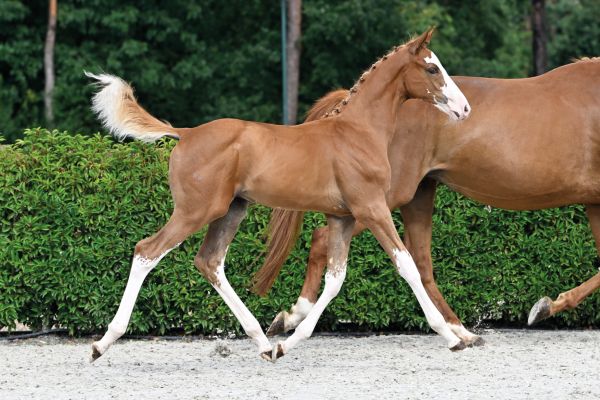 55 Epsilon d'Inet Z 55 Epsilon d'Inet Z