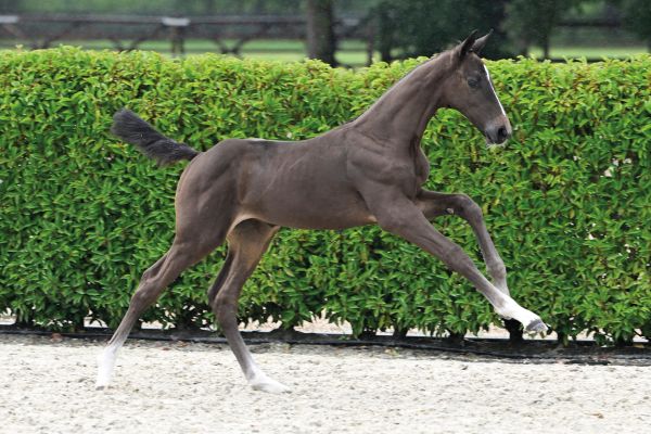 85 Baloutinka Diamond ML Z 85 Baloutinka Diamond ML Z