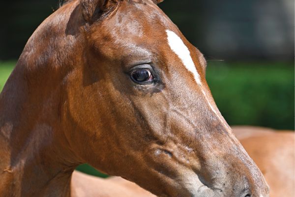 70 Excellentia By Nature Z 70 Excellentia By Nature Z