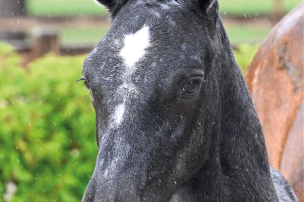 46 Chicca van het Oosthof Z 46 Chicca van het Oosthof Z