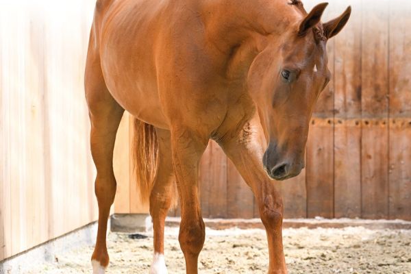 09 Cherman Hero Z 09 Cherman Hero Z