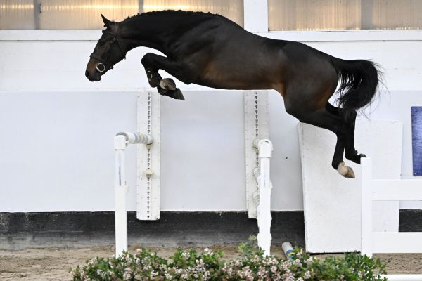 Poco Loco van het Bokt Z  Poco Loco van het Bokt Z