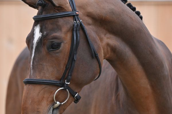 Laszlo M D'Asschaut Laszlo M D'Asschaut