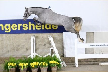 AVALANCHE VH GERENDAL Z. AVALANCHE VH GERENDAL Z.