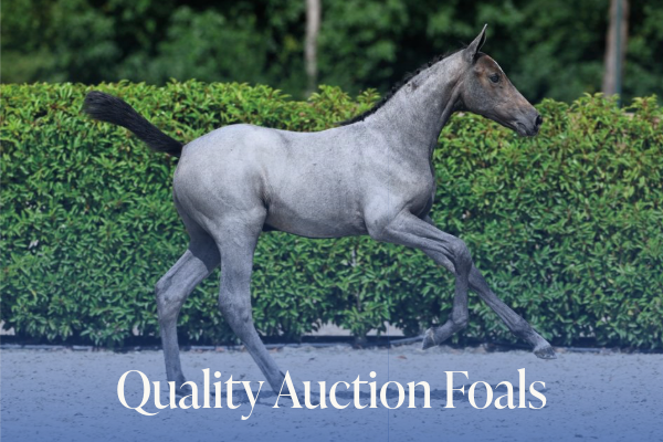 Quality Auction Foals 2