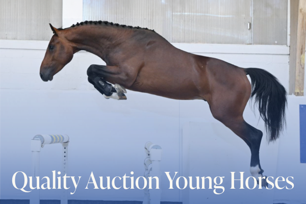 Quality Auction Young Horses