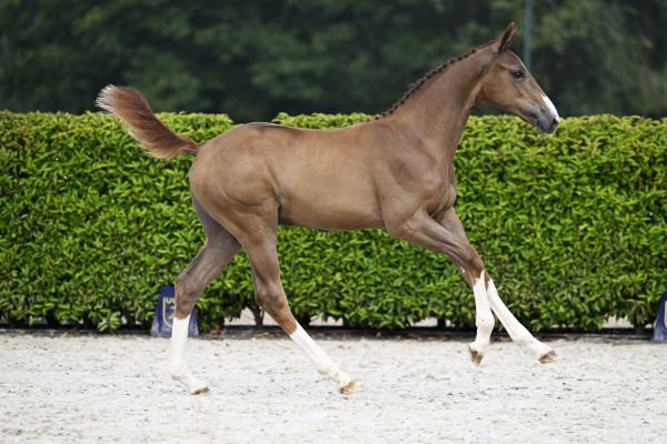 For Pleasure x Kashmir van Schuttershof Fahrenheit van WW Z