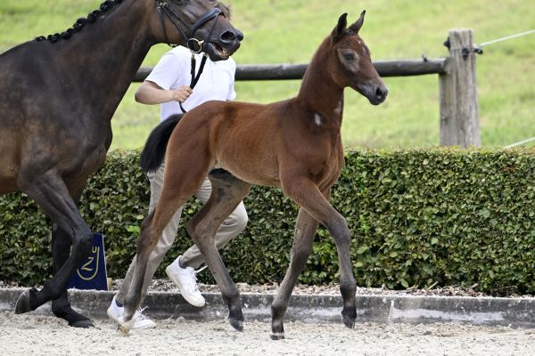 Uricas vd Kattevennen x Cornet Obolensky Ultimate Usha Z