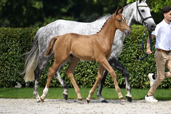 Kashmir van Schuttershof x Minute Man (O'Neill van 't Eigenlo) Kameraad VK Z